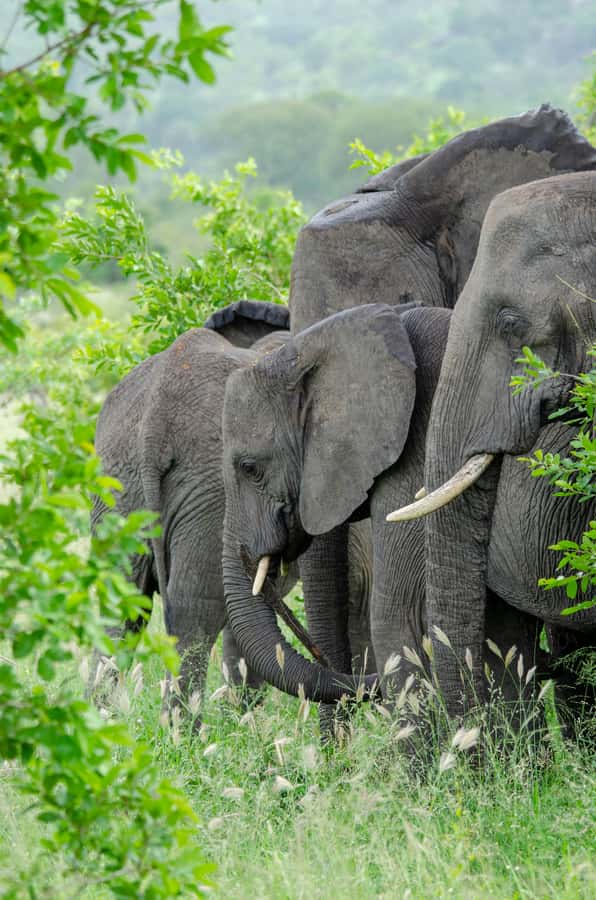 3-Day Safari to Serengeti & Ngorongoro + Balloon experience - Ngorongoro Crater: concentrated wildlife on Day 3