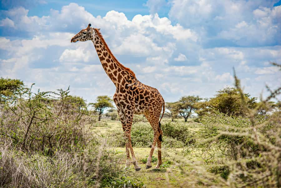 3-Day Safari to Serengeti & Ngorongoro + Balloon experience - What the $900 price covers