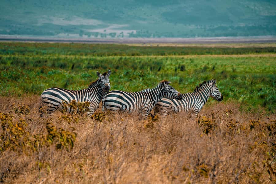 3-Day Safari to Serengeti & Ngorongoro + Balloon experience - Camping, lodge choices, and comfort