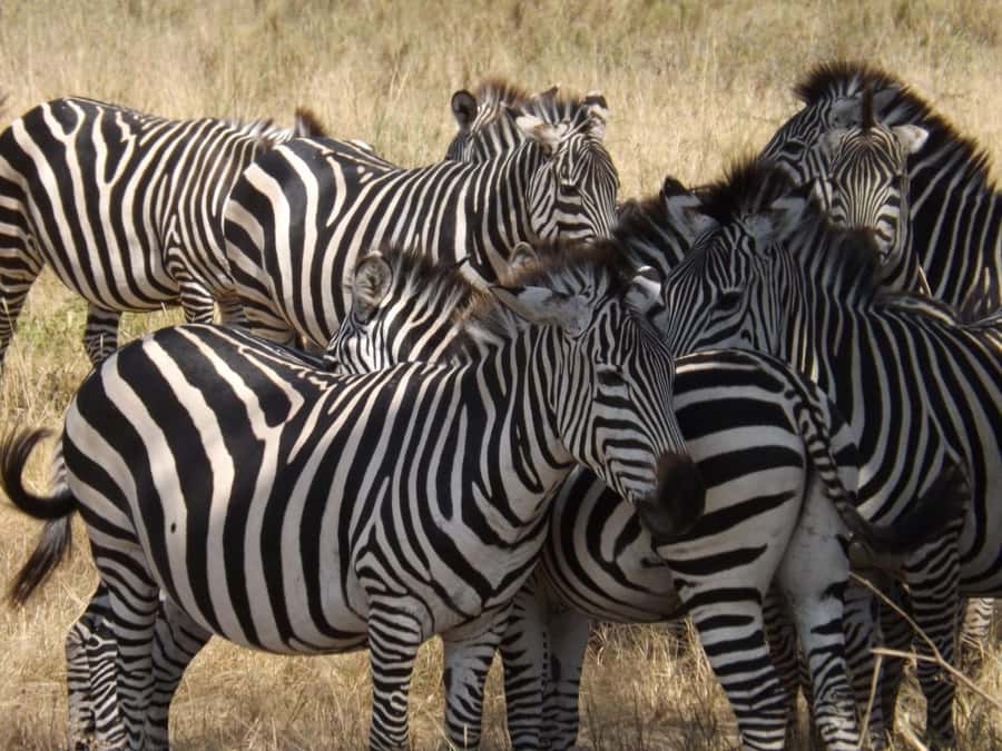 3-Day Safari to Serengeti & Ngorongoro + Balloon experience - Guides, vehicle, and group size