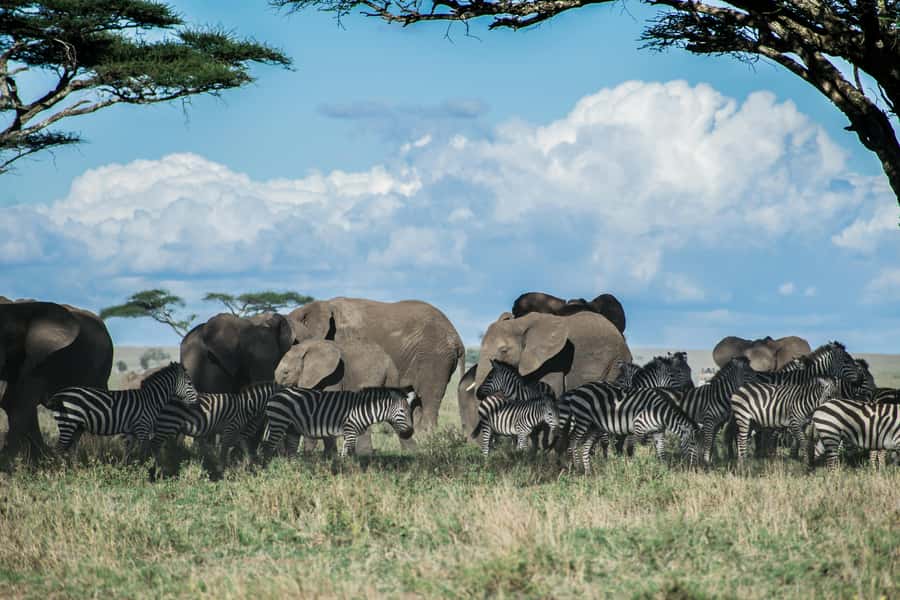 3-Day Safari to Serengeti & Ngorongoro + Balloon experience - Who will enjoy this three-day route