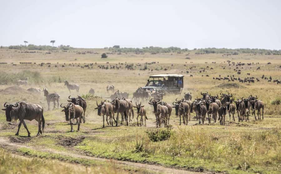 3Days Masai Mara Safari with Hot Air Balloon Ride Experience - What the guide and vehicle add