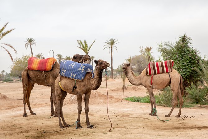Atlas Mountains Hot Air Balloon Ride from Marrakech with Berber Breakfast and Desert Camel Experience - Weather, timing, and practical concerns