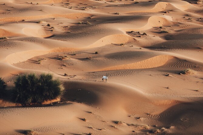 Deluxe Hot Air Balloon Ride with Breakfast & Flight Falcon Show - Who should book this Dubai balloon ride