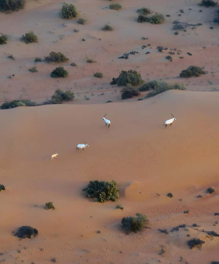 Dubai: Hot Air Balloon, Camel Ride, Desert Safari & More - Timing, guides, and practical details