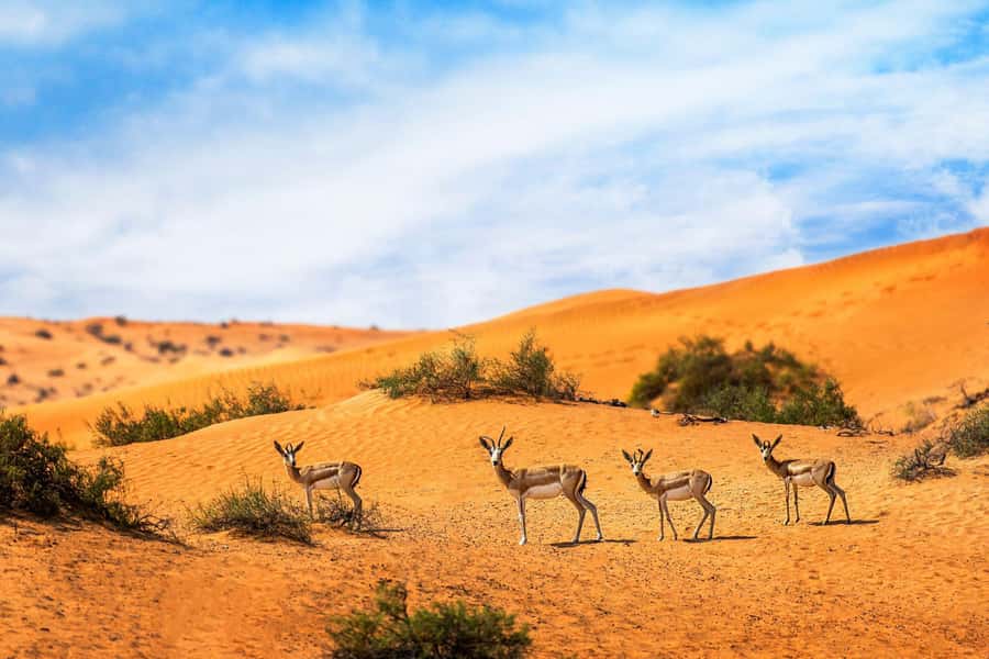 Dubai: Hot Air Balloon with Camel, ATV, & Horse Ride Options - Landing, refreshments, and the move to camp