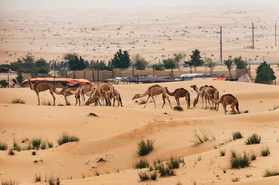 Dubai: Sunrise Balloon Flight with Camel Ride & Breakfast - Who should book this experience?