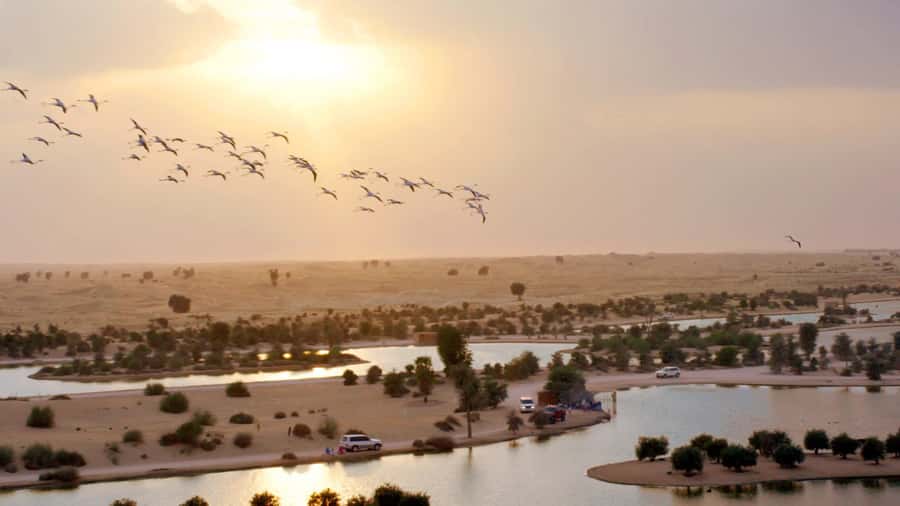 Dubai: Sunrise Hot Air Balloon Tour with E-Certificate - The falcon picture and post-flight keepsakes