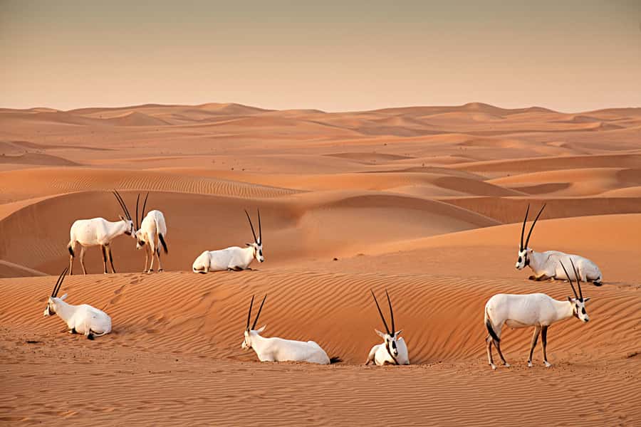 Dubai: Sunrise Hot Air Balloon Tour with E-Certificate - A morning built around the desert, not the city