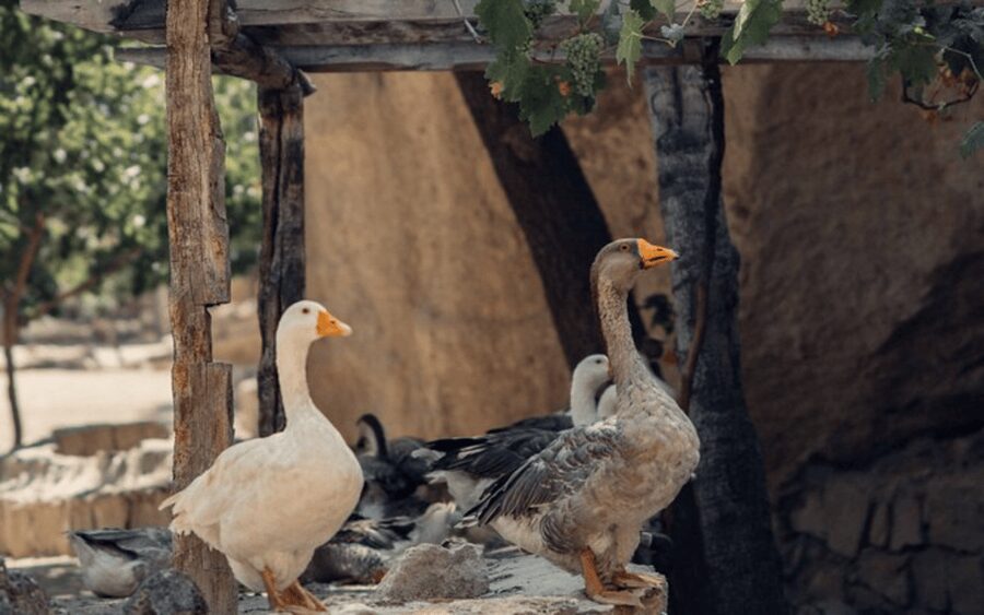 Journey to Cappadocia: Balloon Ride and Red Tour Package - Zelve Open-Air Museum and cave churches