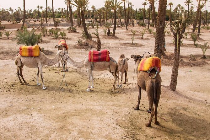 Morning Flight Over Marrakech with Hot Air Balloon Flight - Key points to know before you book