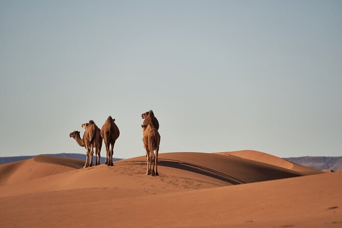 Morocco 8-Night Tour: Chefchaouen, Desert & Hot Air Balloon - Key points to know before booking
