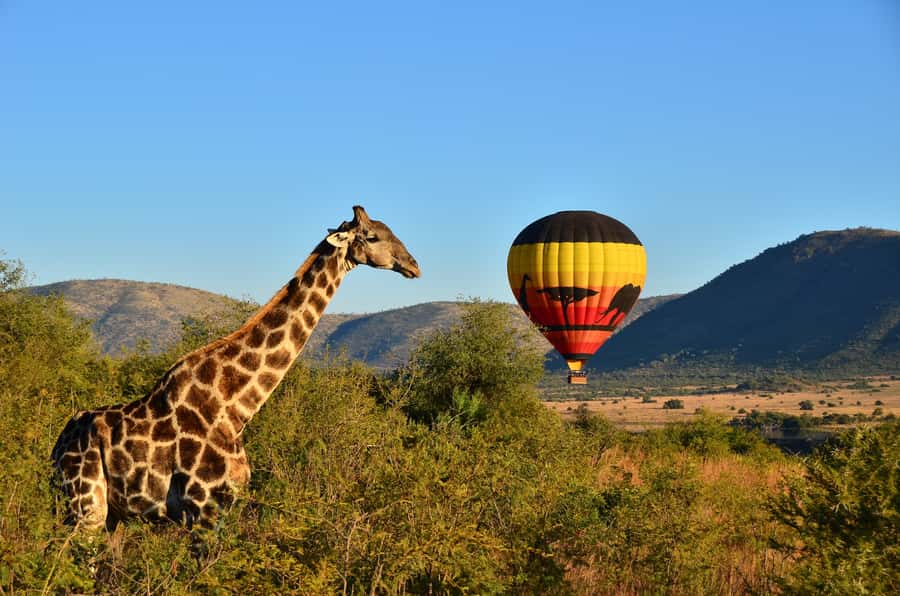 Pilanesberg National Park/Sun City Hot Air Balloon Safari - A sunrise start from Sun City