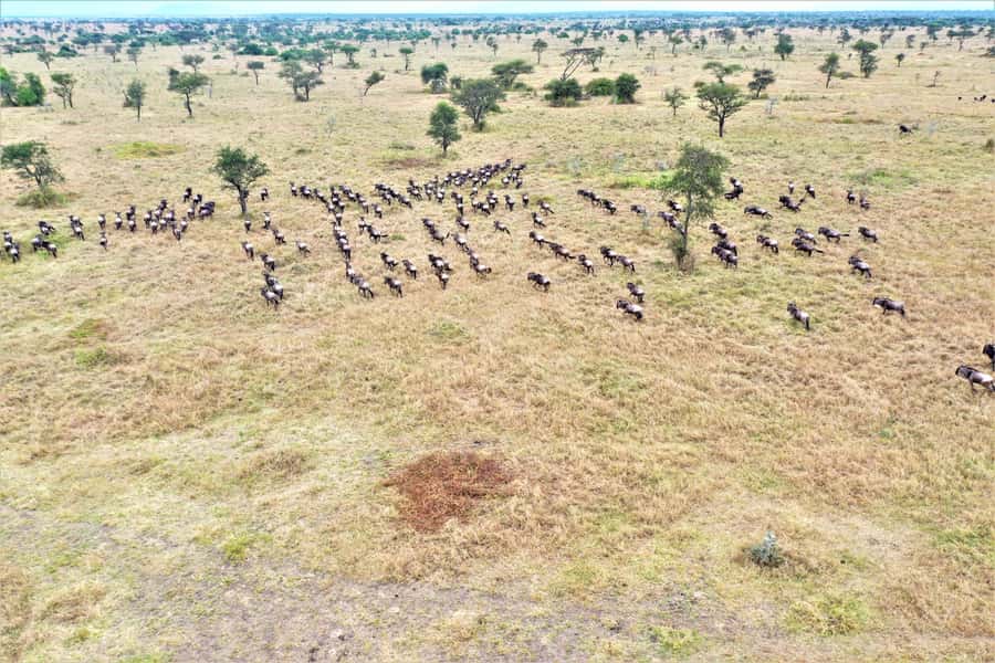 Serengeti: Hot Air Balloon Flight with Champagne Breakfast - Key points to know before booking