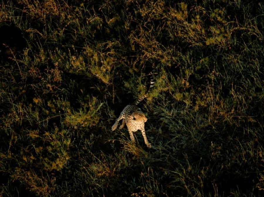 Serengeti: Hot Air Balloon Flight with Champagne Breakfast - The landing is part of the story